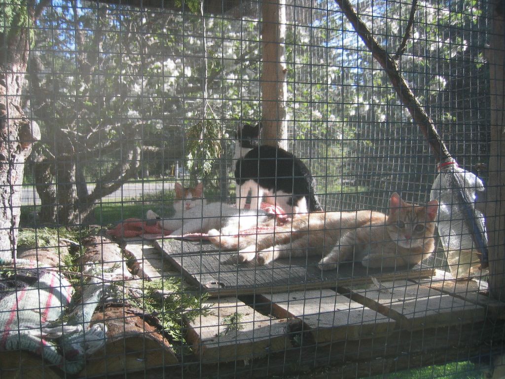 Cat pen. Orange tabby. Tuxedo Cat. Forest cat.